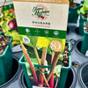 Rhubarb ‘Champagne’ - JMS25