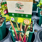 Rhubarb ‘Champagne’ - JMS25