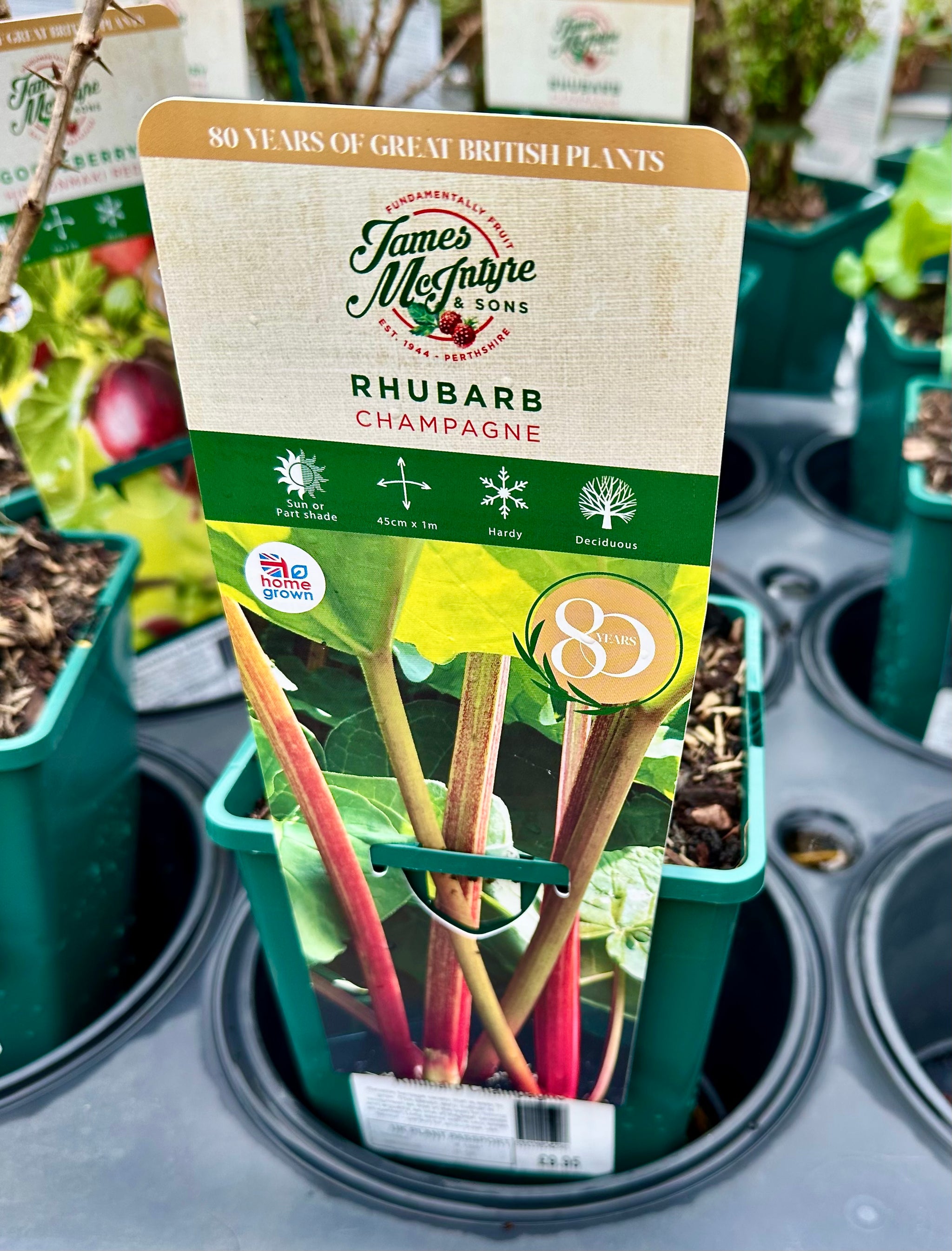 Rhubarb ‘Champagne’ - JMS25