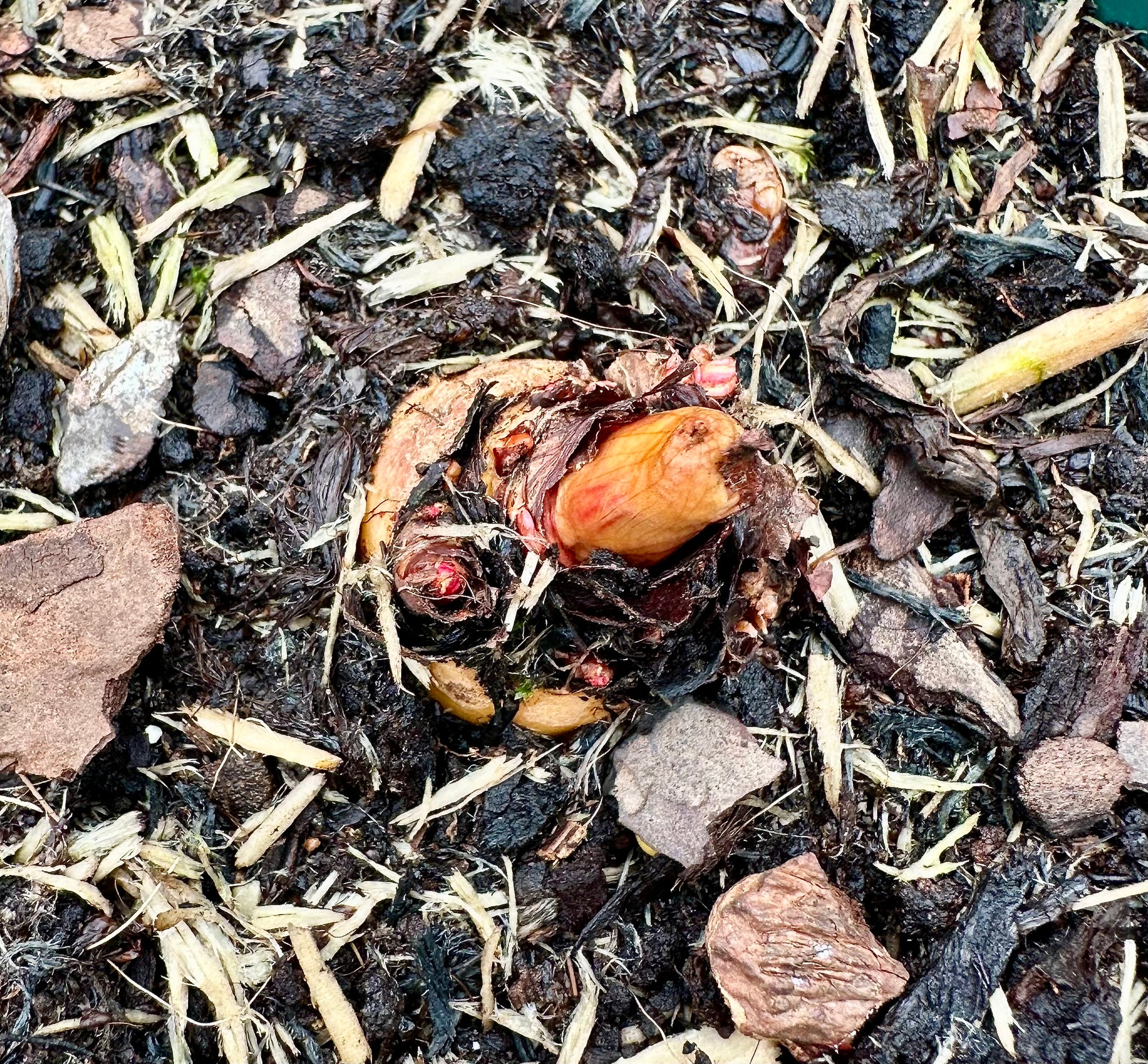 Rhubarb ‘Champagne’ - JMS25