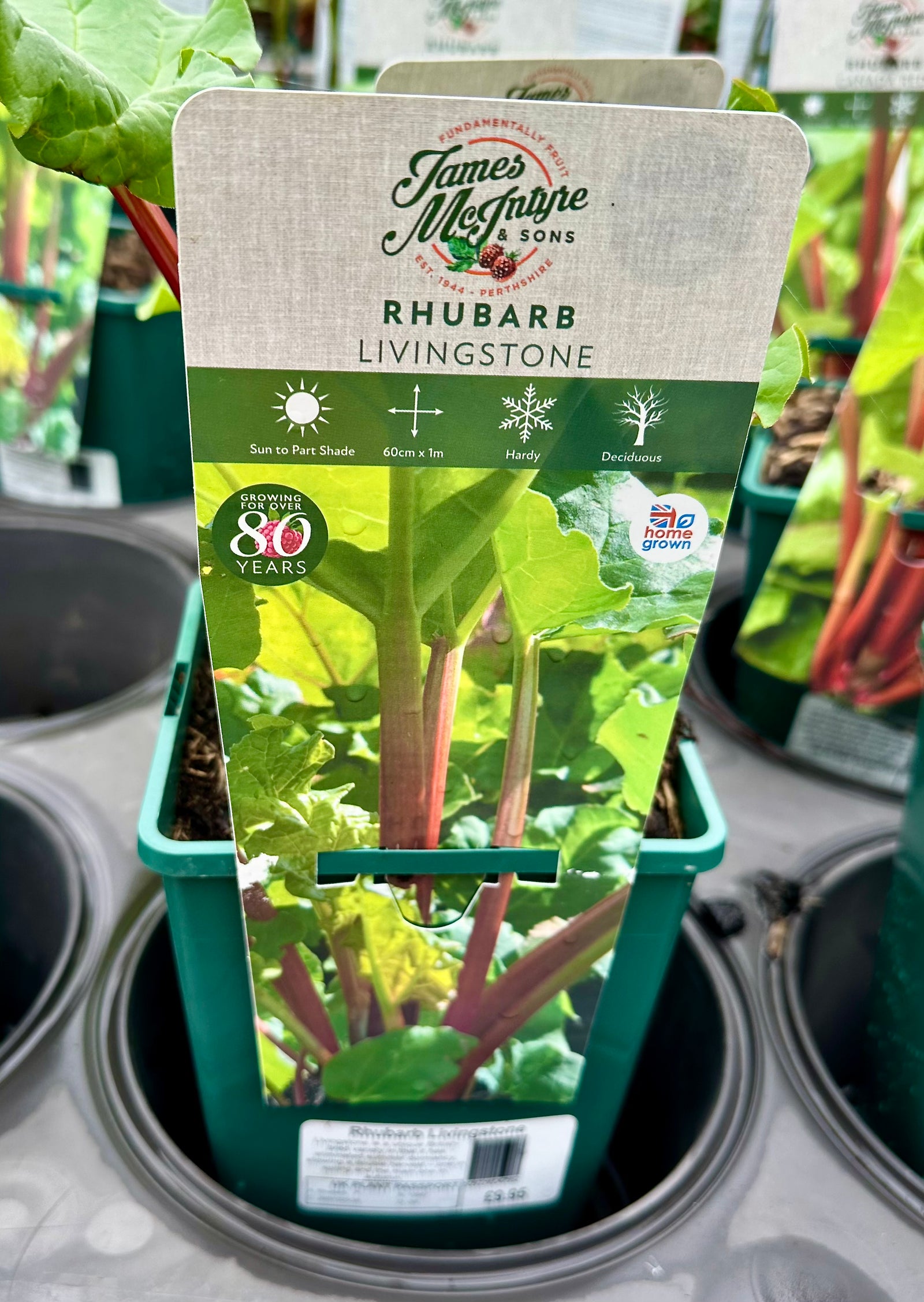 Rhubarb ‘Livingstone’ - JMS25