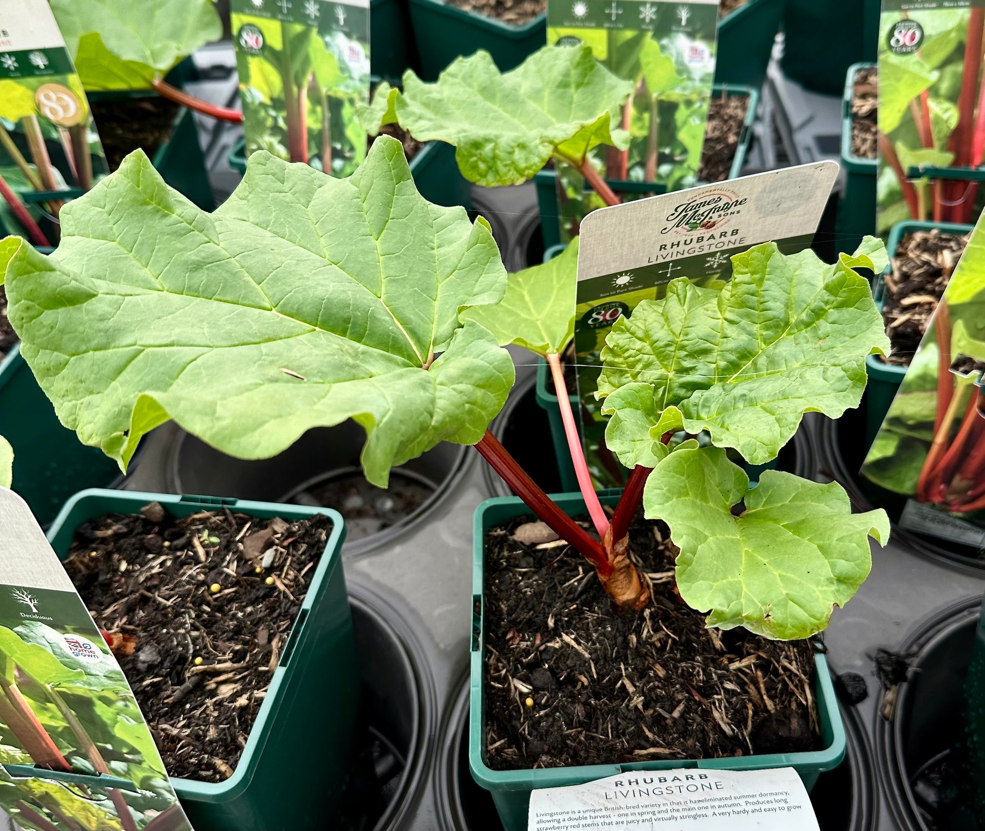 Rhubarb ‘Livingstone’ - JMS25