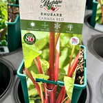 Rhubarb ‘Canada Red’ - JMS25