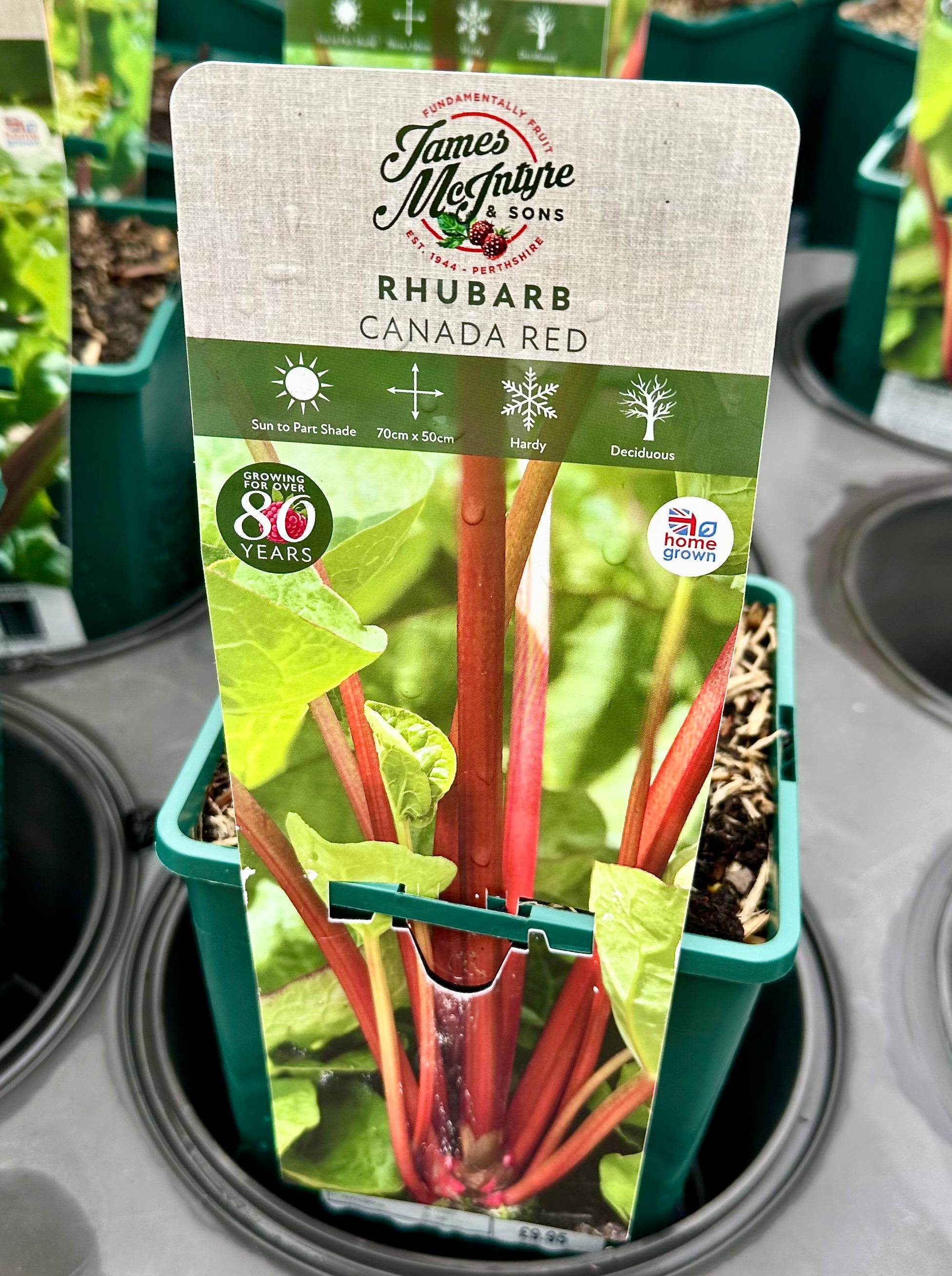 Rhubarb ‘Canada Red’ - JMS25