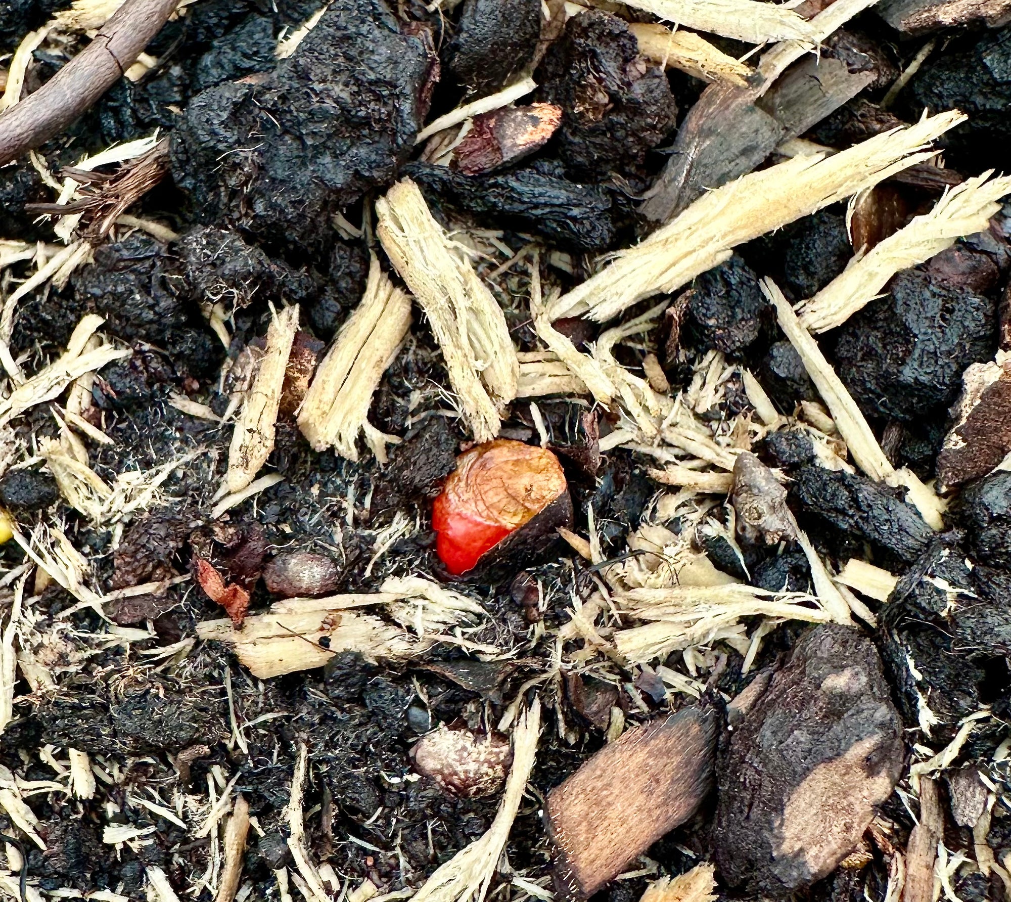 Rhubarb ‘Canada Red’ - JMS25