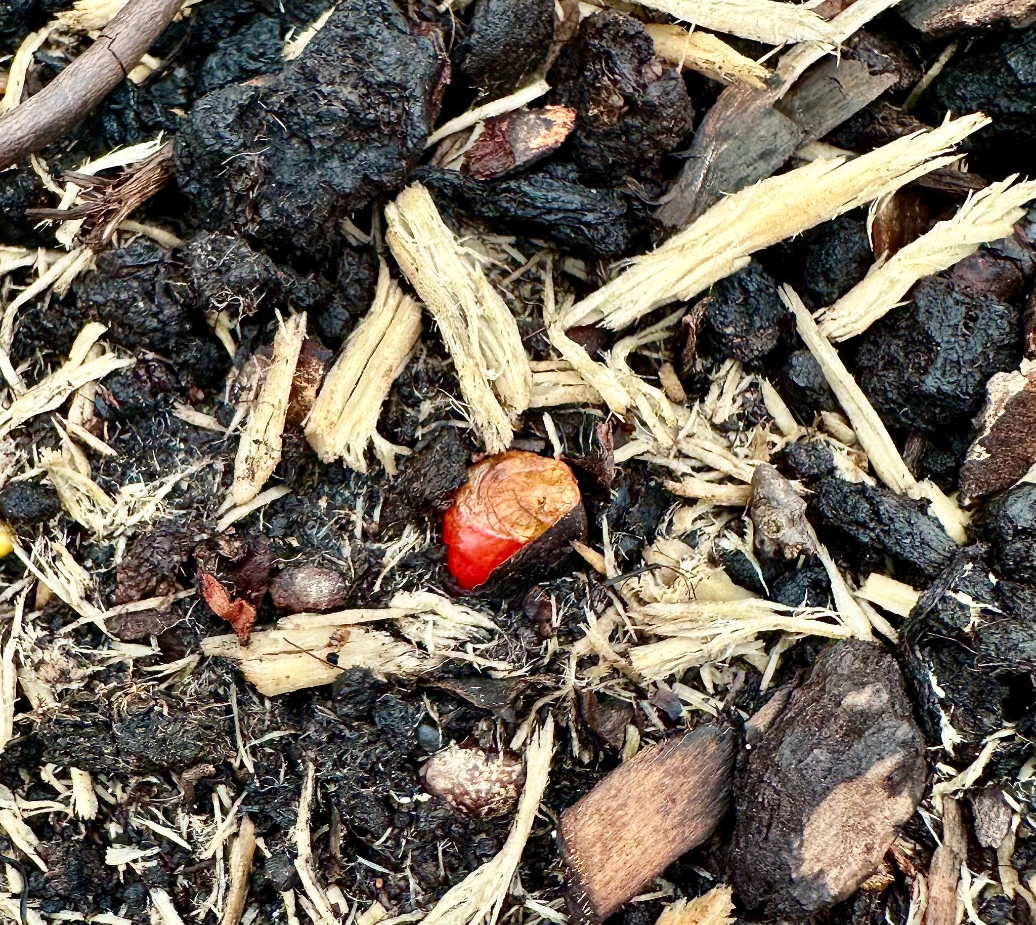 Rhubarb ‘Canada Red’ - JMS25