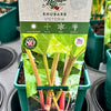 Rhubarb ‘Victoria’ - JMS25
