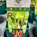 Rhubarb ‘Victoria’ - JMS25