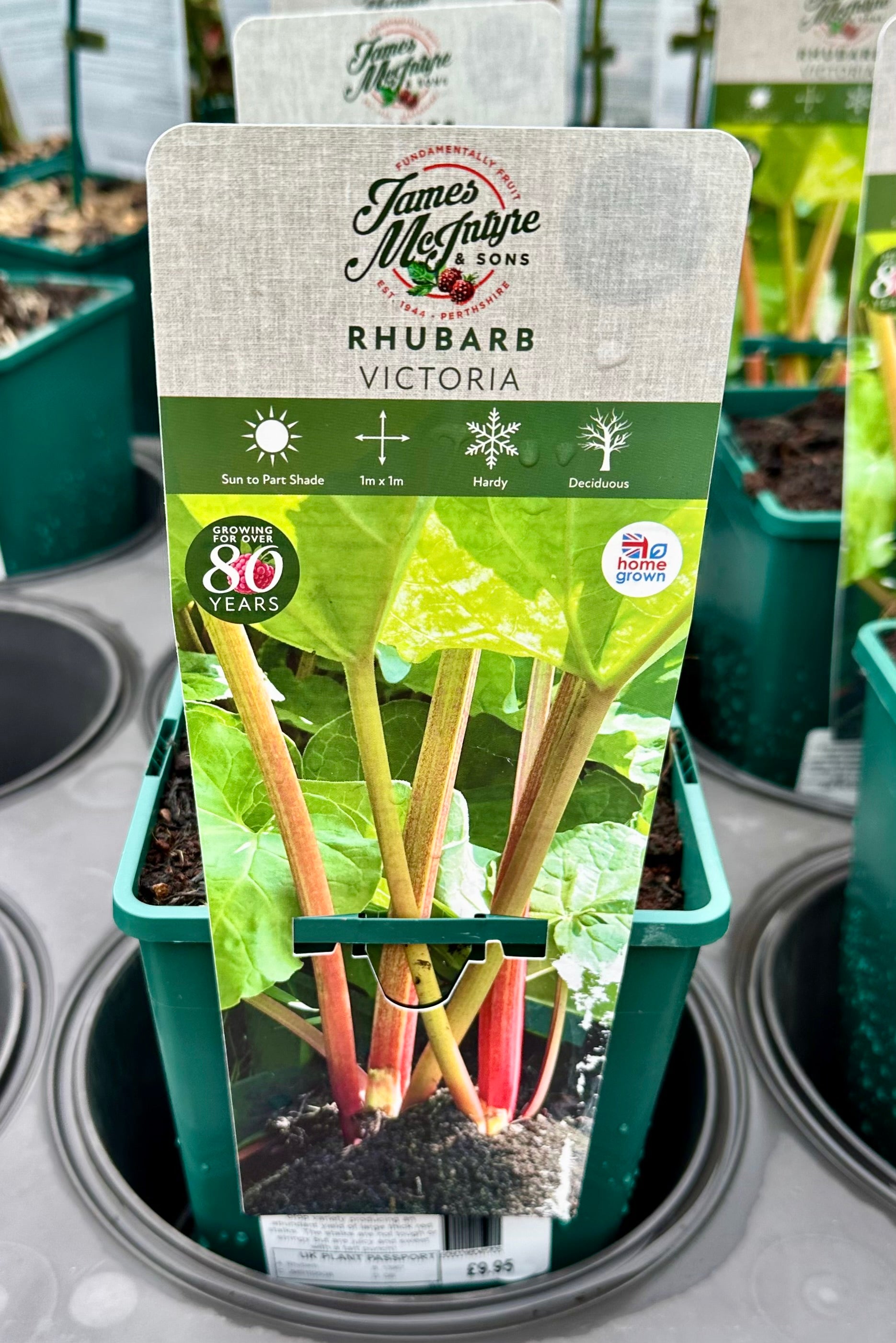 Rhubarb ‘Victoria’ - JMS25