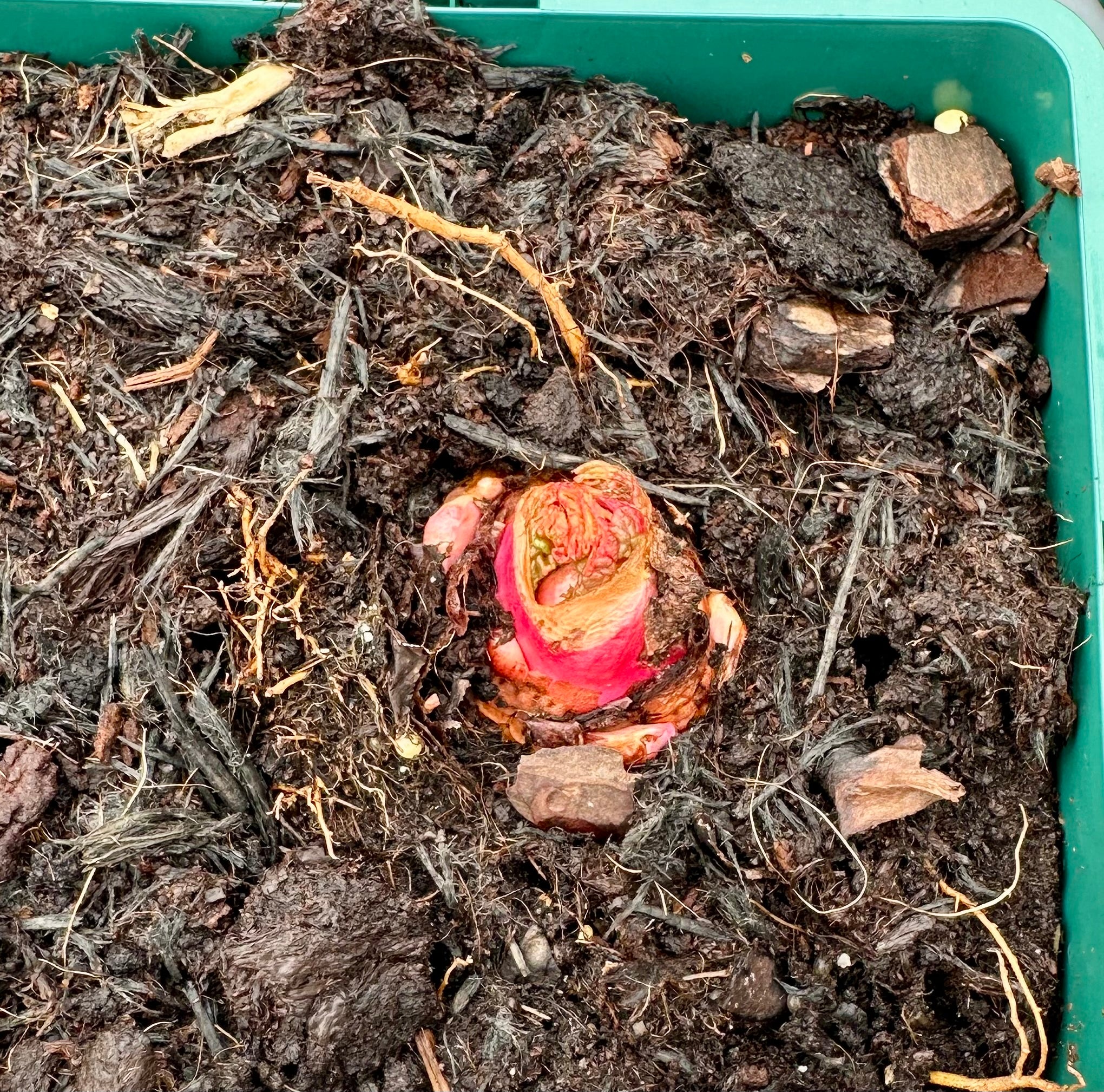 Rhubarb ‘Victoria’ - JMS25