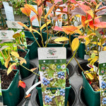 Blueberry ‘The Patriot’ JMS25