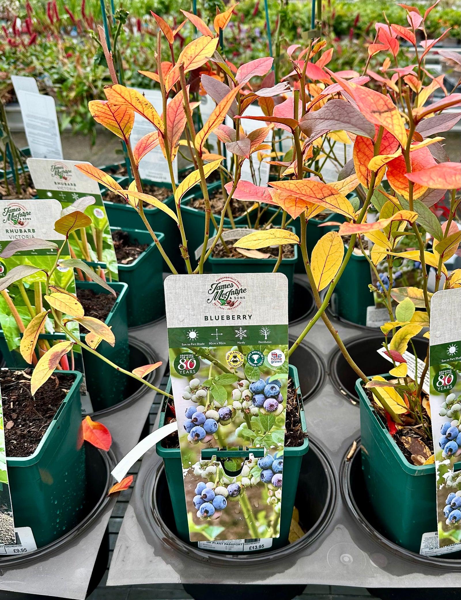 Blueberry ‘The Patriot’ JMS25