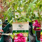 Blueberry ‘Pink Lemonade’ JMS25