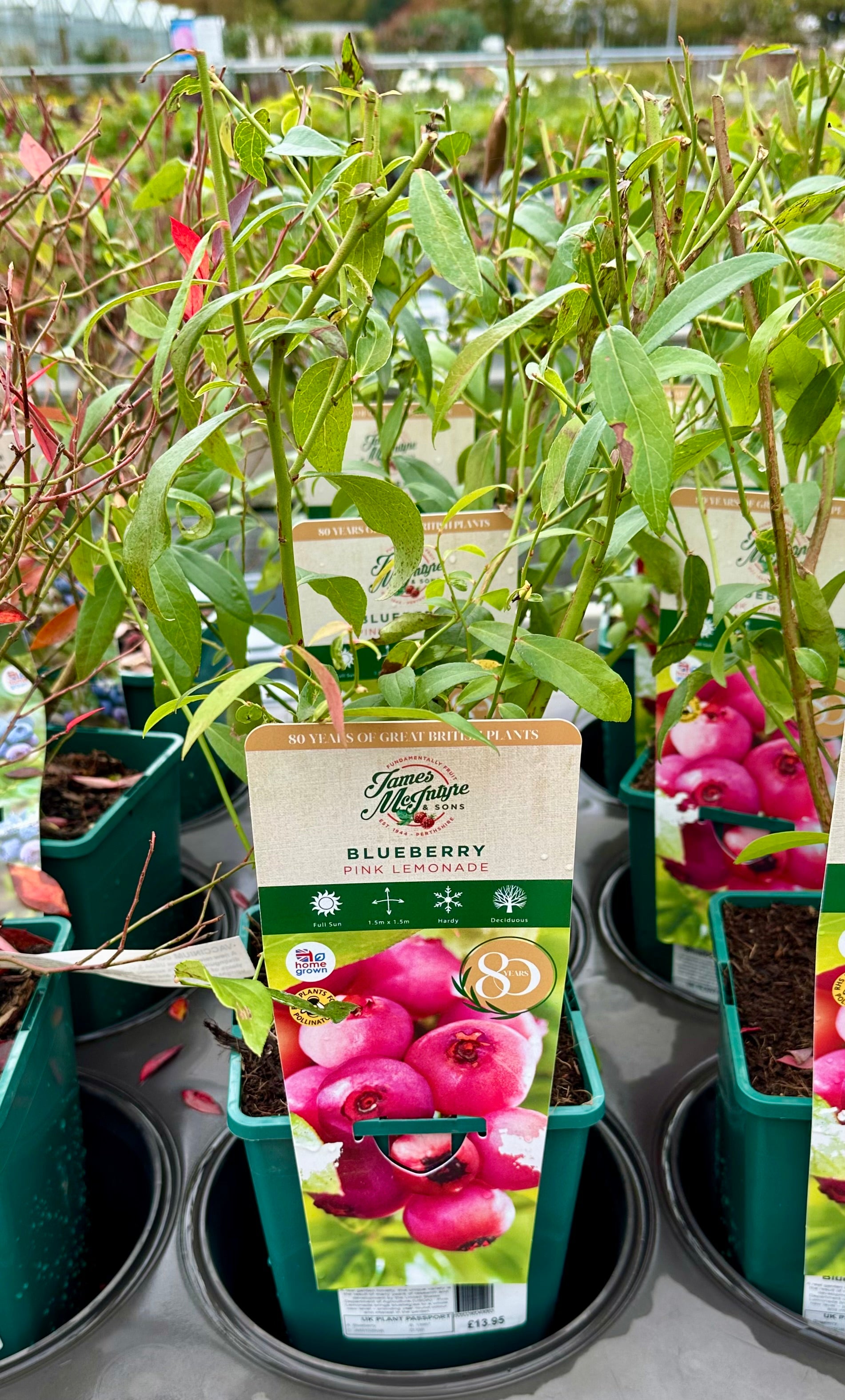 Blueberry ‘Pink Lemonade’ JMS25