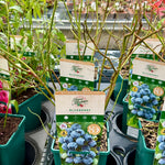 Blueberry ‘Gold Traub' - JMS25
