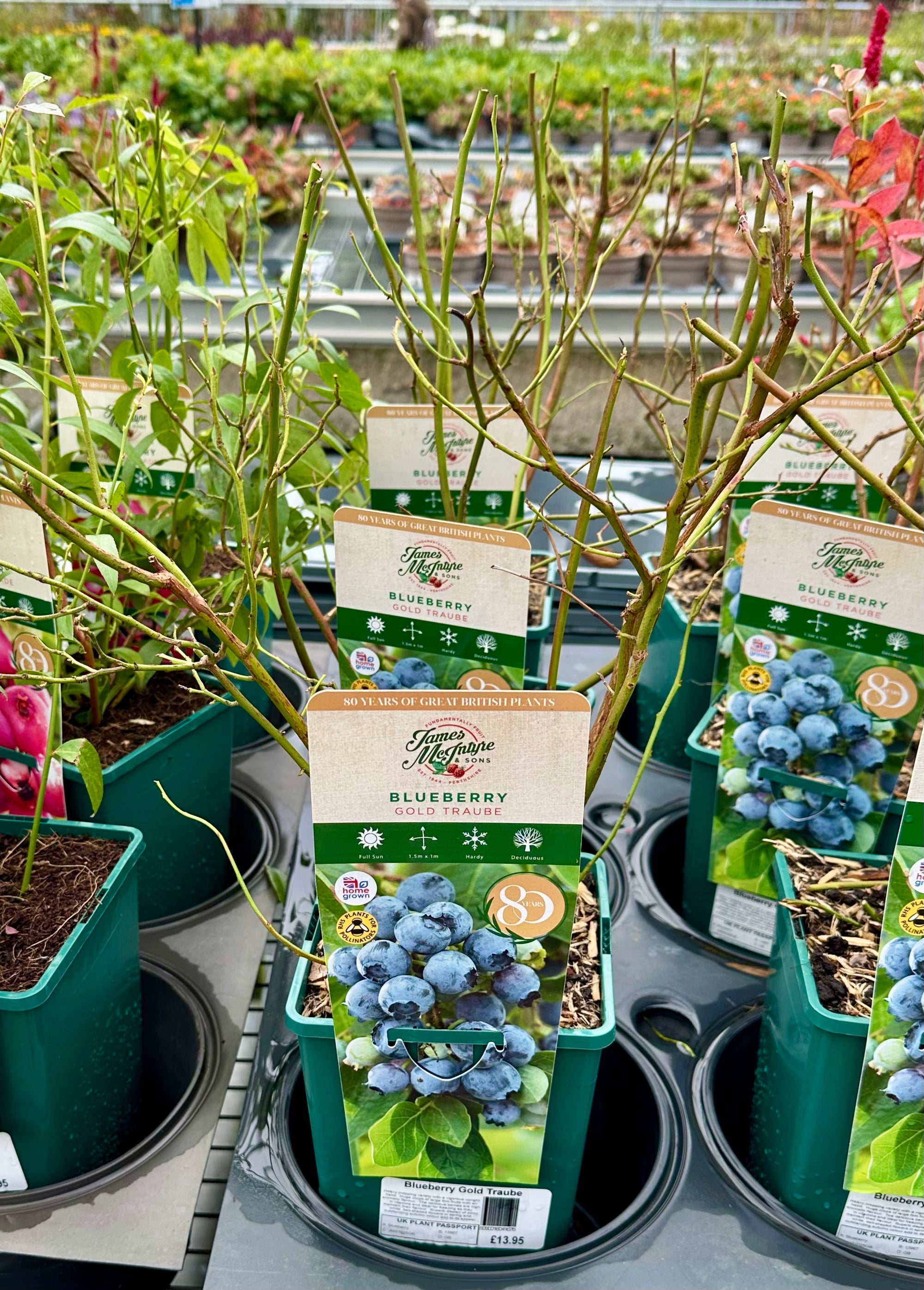 Blueberry ‘Gold Traub' - JMS25