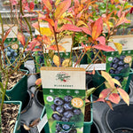 Blueberry ‘Little Blue Wonder’ JMS25