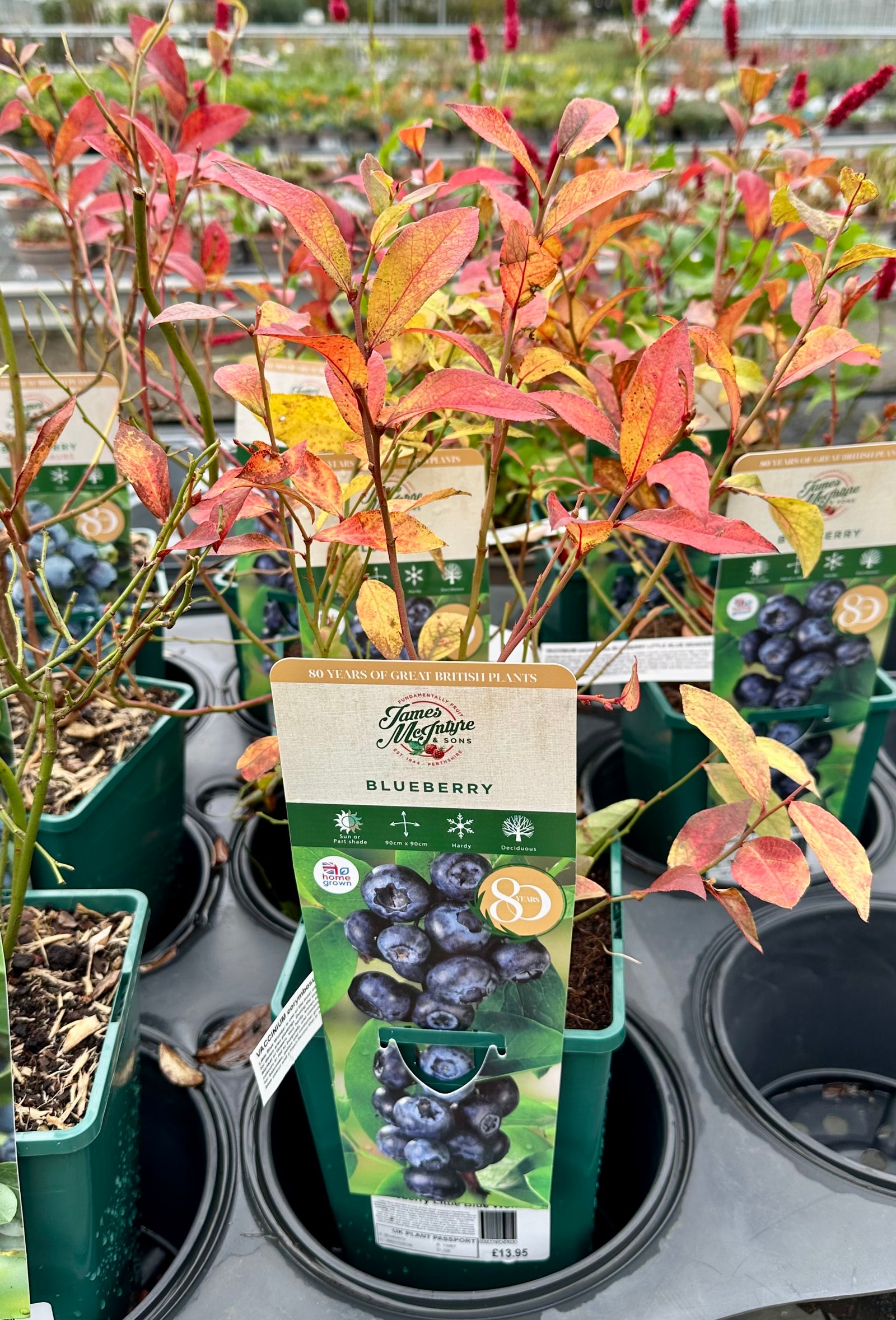 Blueberry ‘Little Blue Wonder’ JMS25