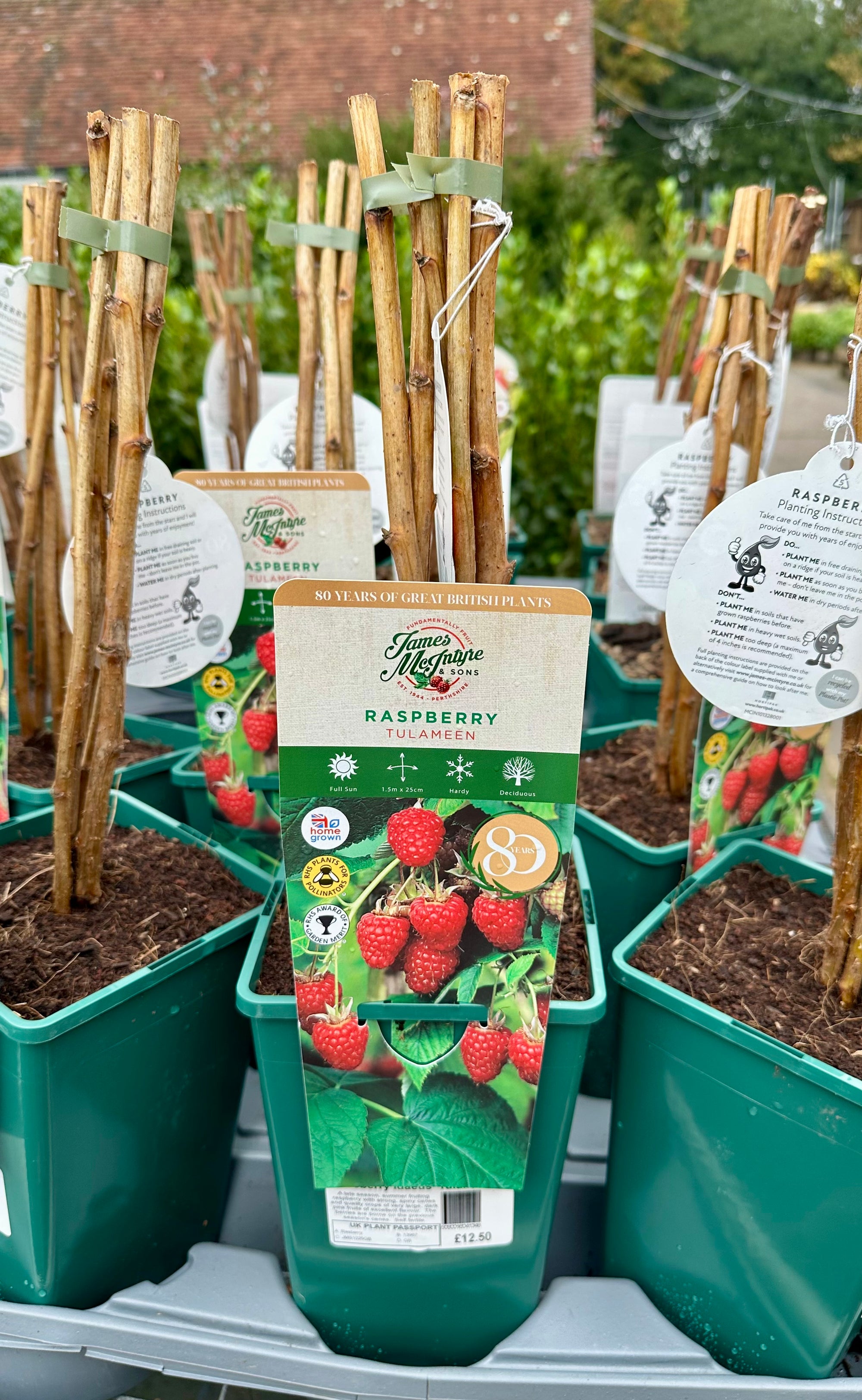 Raspberry ‘Tulameen’ 5’s - JMC25