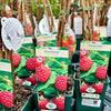 Raspberry ‘Glen Cova’ 5’s - JMC25