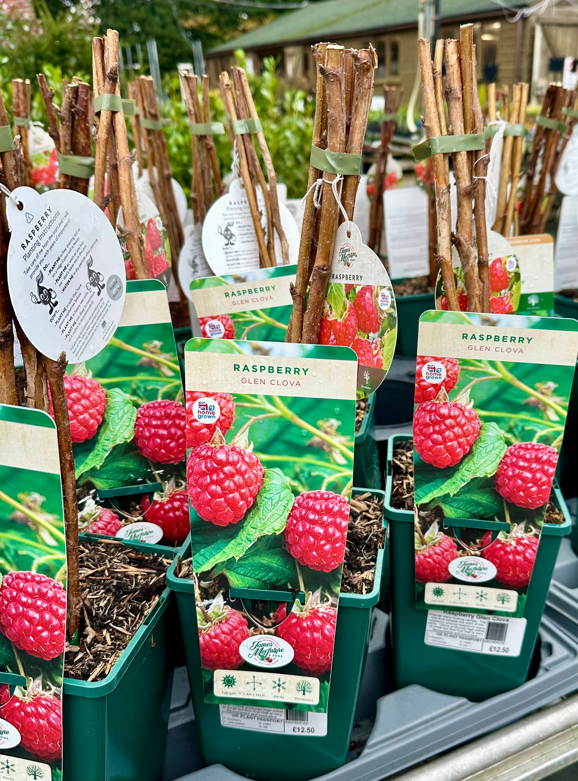 Raspberry ‘Glen Cova’ 5’s - JMC25