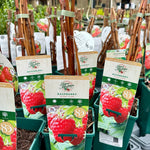 Raspberry ‘Glen Lyon’ 5’s - JMC25