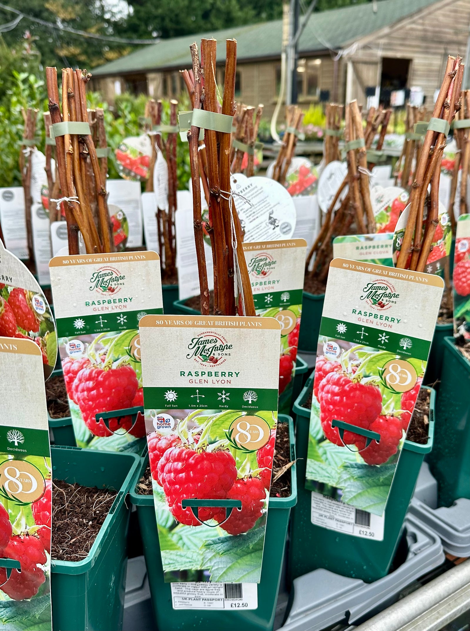 Raspberry ‘Glen Lyon’ 5’s - JMC25