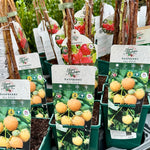 Raspberry ‘All Gold’ 5’s - JMC25