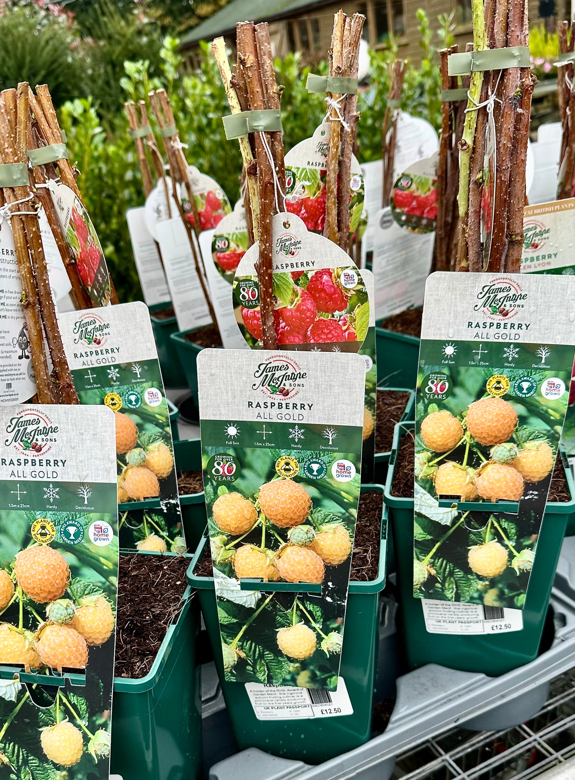 Raspberry ‘All Gold’ 5’s - JMC25