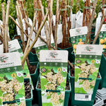 Whitecurrant ‘White Versailles’ - JMS25