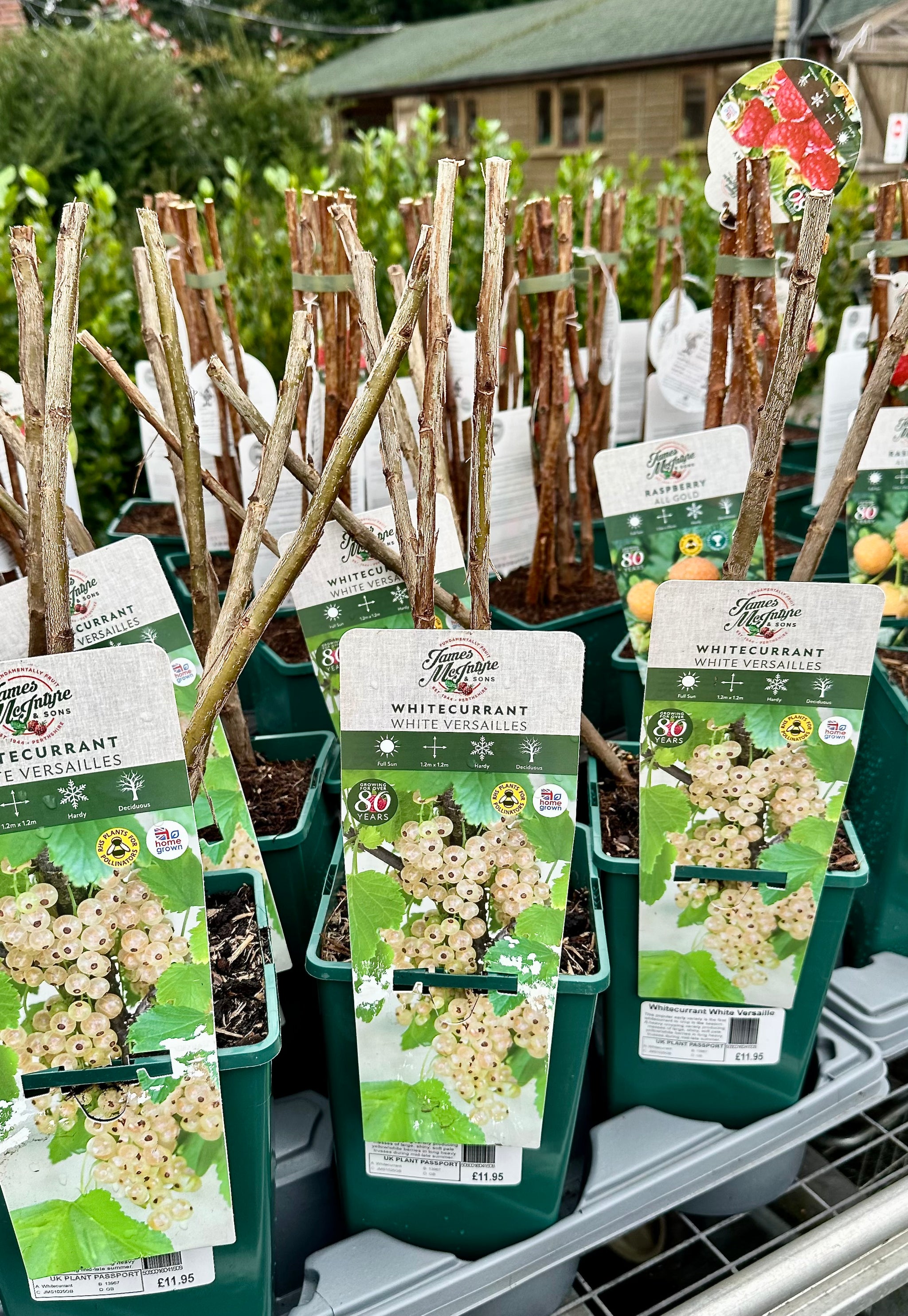 Whitecurrant ‘White Versailles’ - JMS25