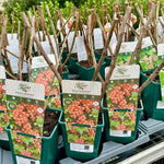 Redcurrant ‘Laxton’s No.1 - JMC25