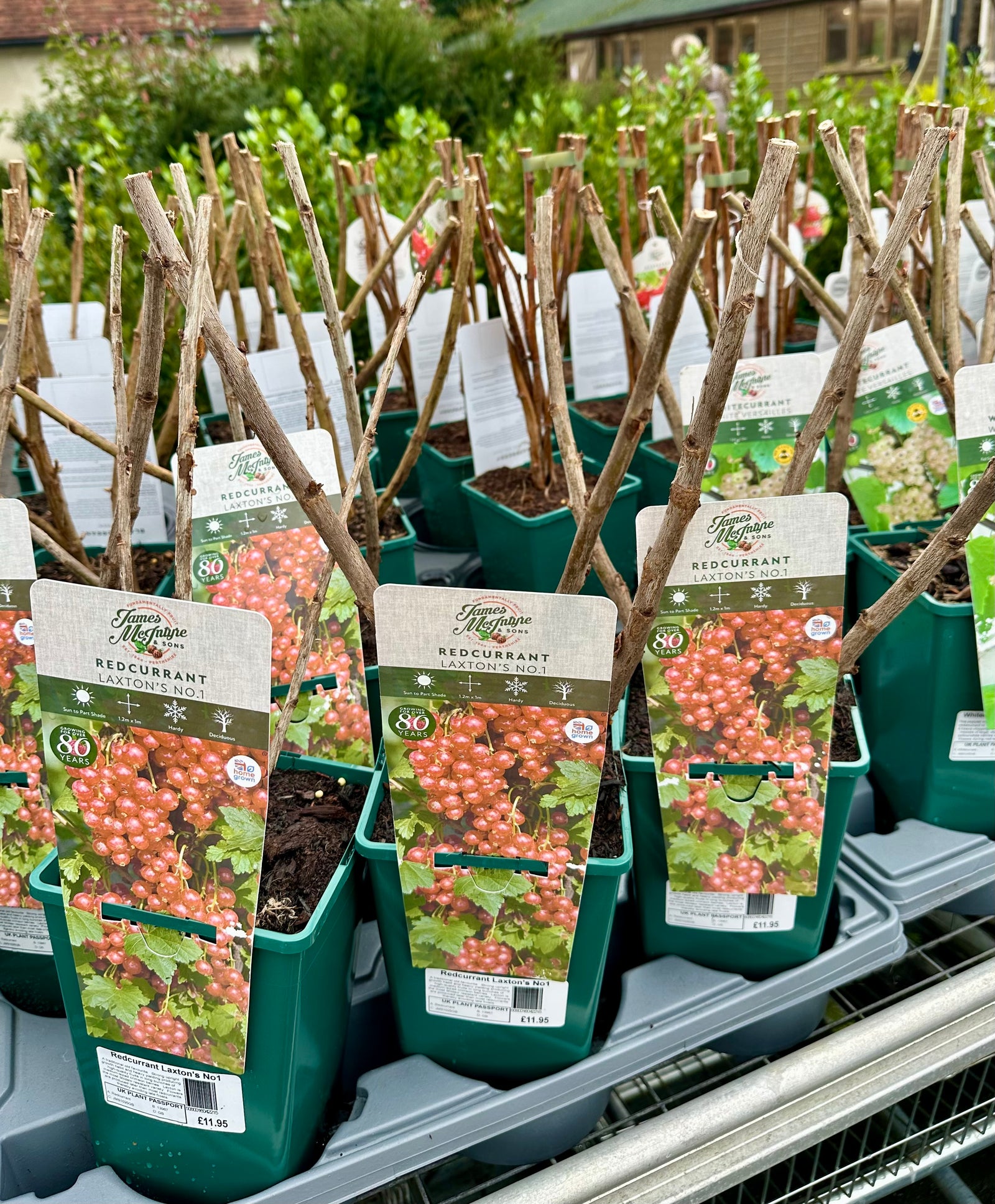 Redcurrant ‘Laxton’s No.1 - JMC25