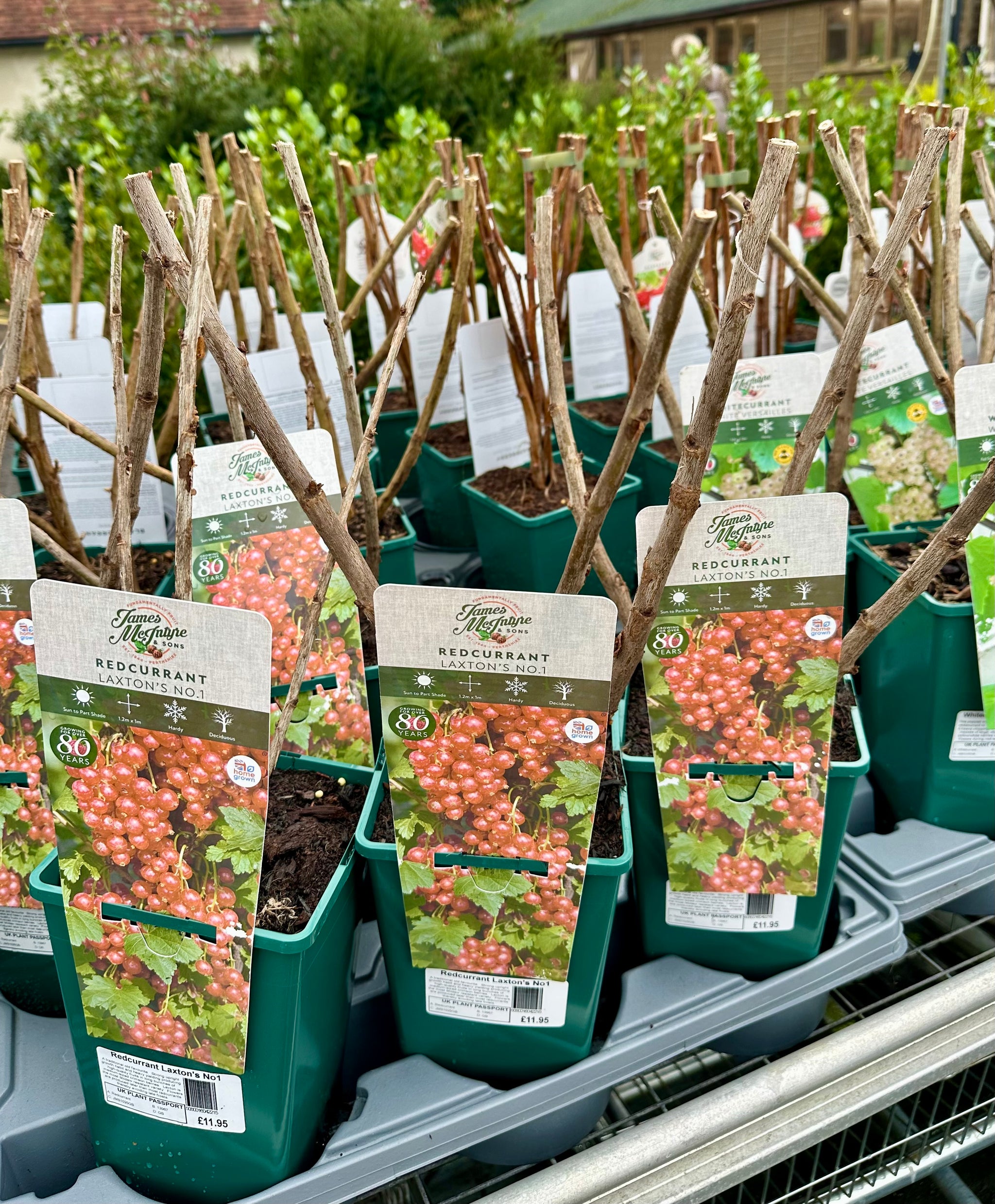 Redcurrant ‘Laxton’s No.1 - JMC25