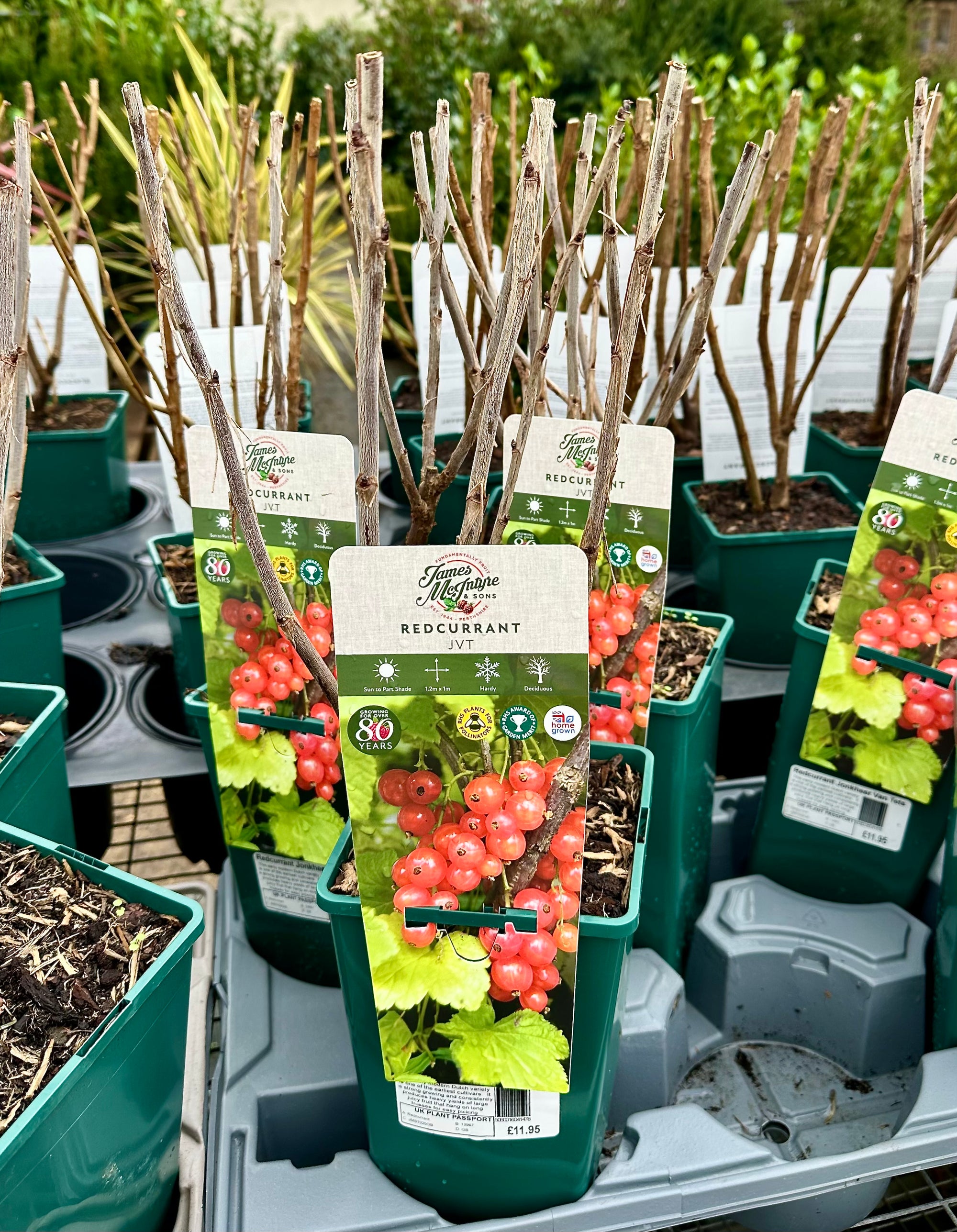 Redcurrant ‘Jonkheer Van Tets’ - JMC25