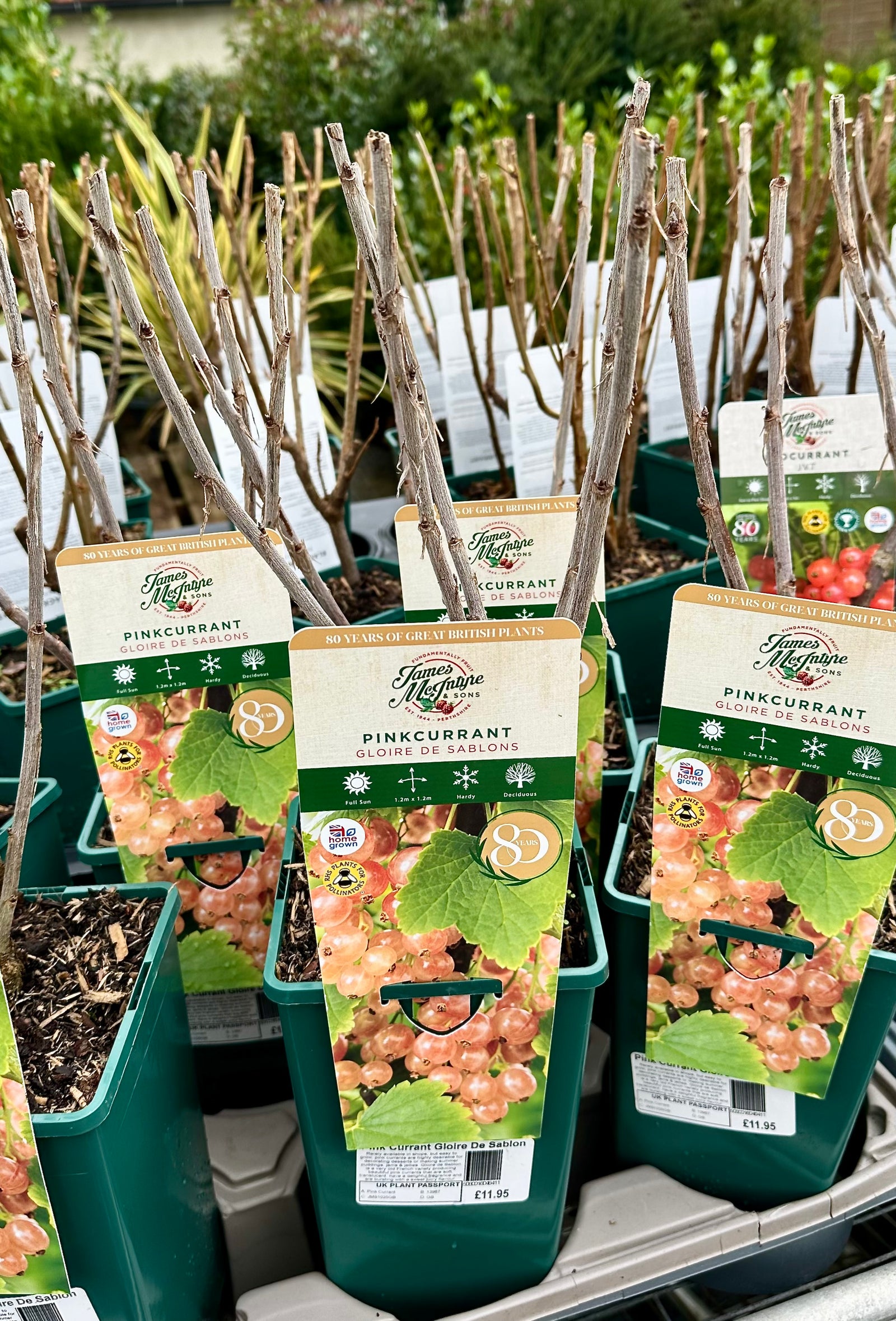 Pink Currant ‘Gloire de Sablon’ - JMC25