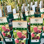 Tayberry ‘Medana’ - JMS25