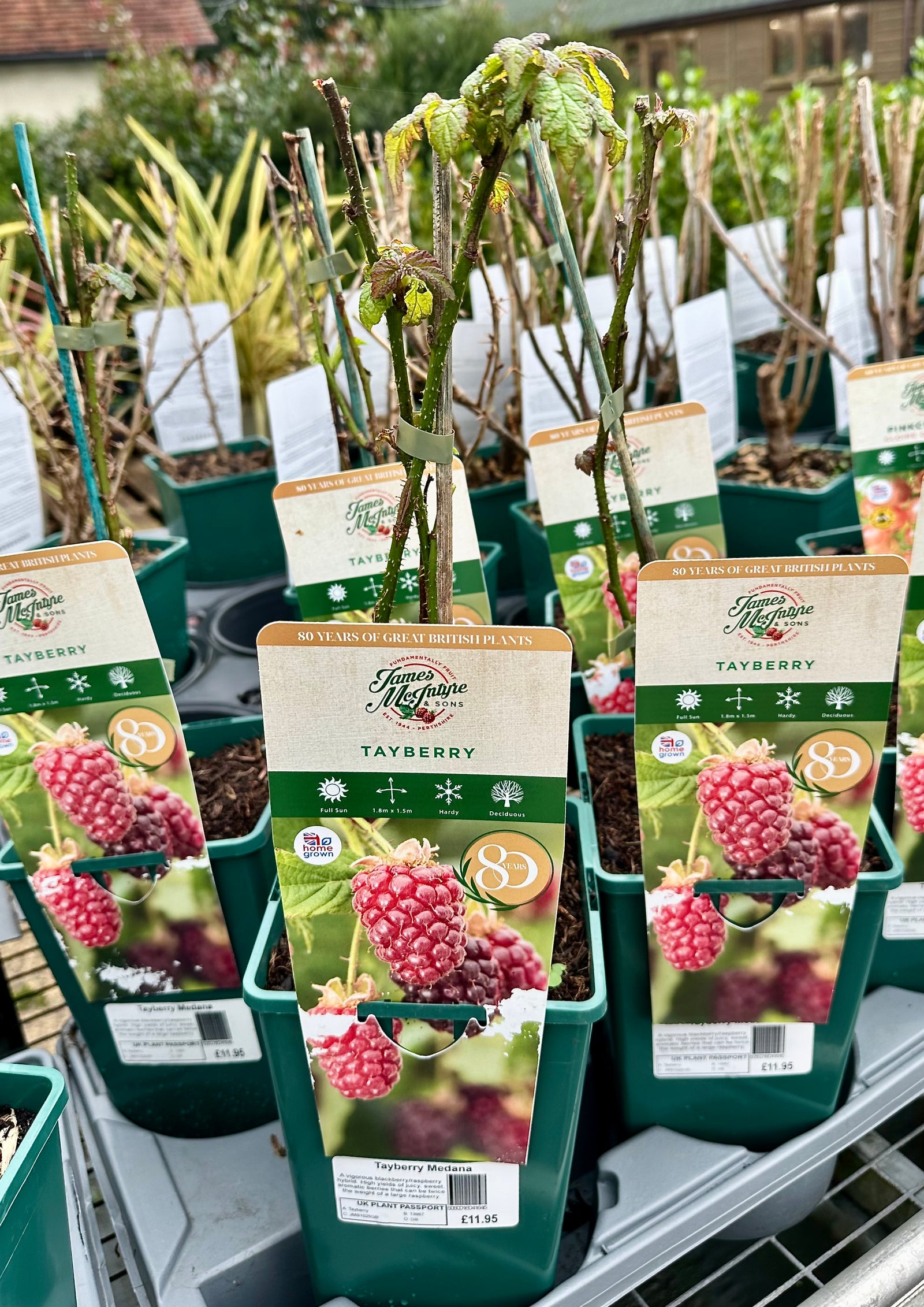 Tayberry ‘Medana’ - JMS25