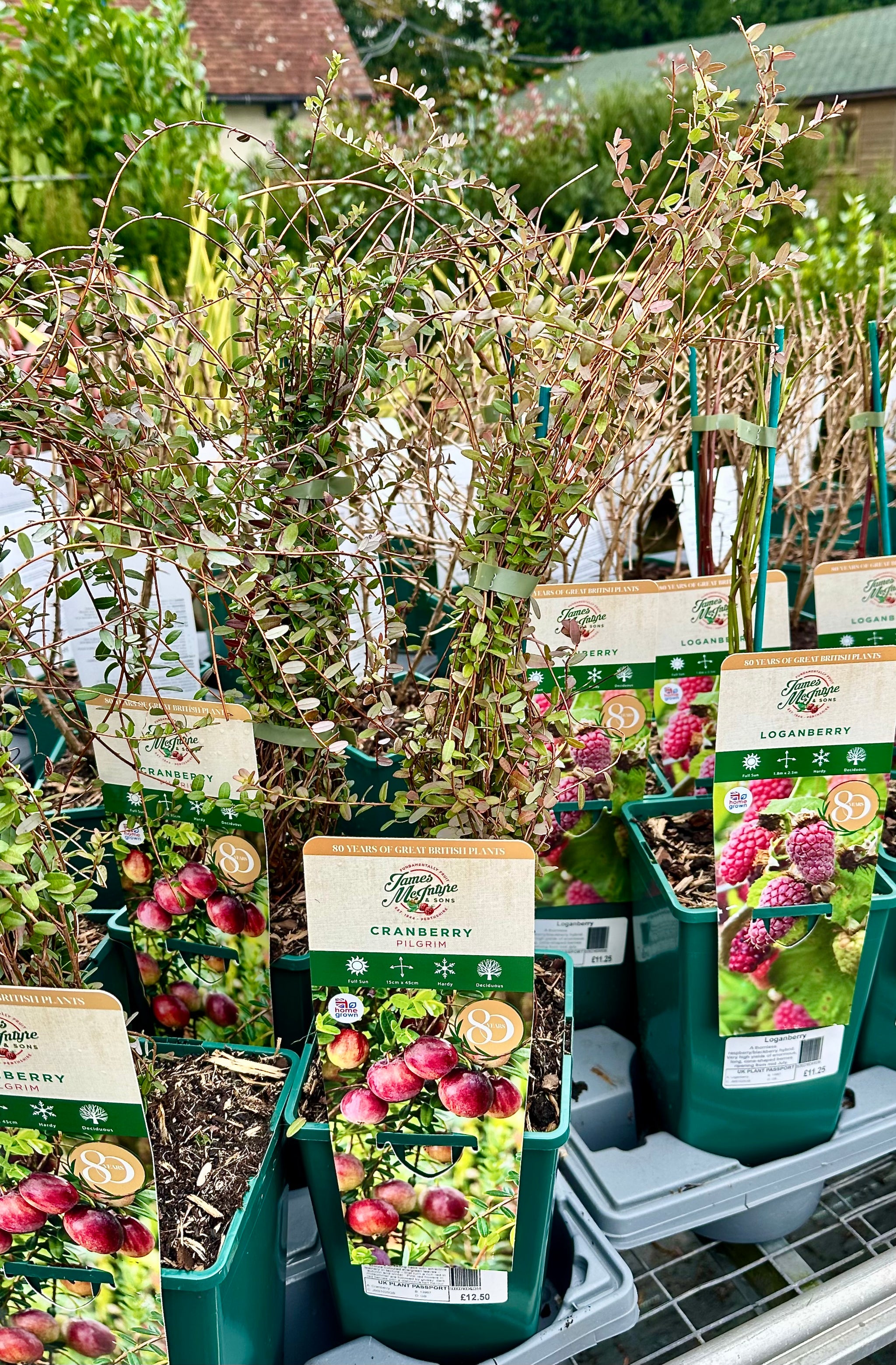 Cranberry ‘Pilgrim’ - JMS25