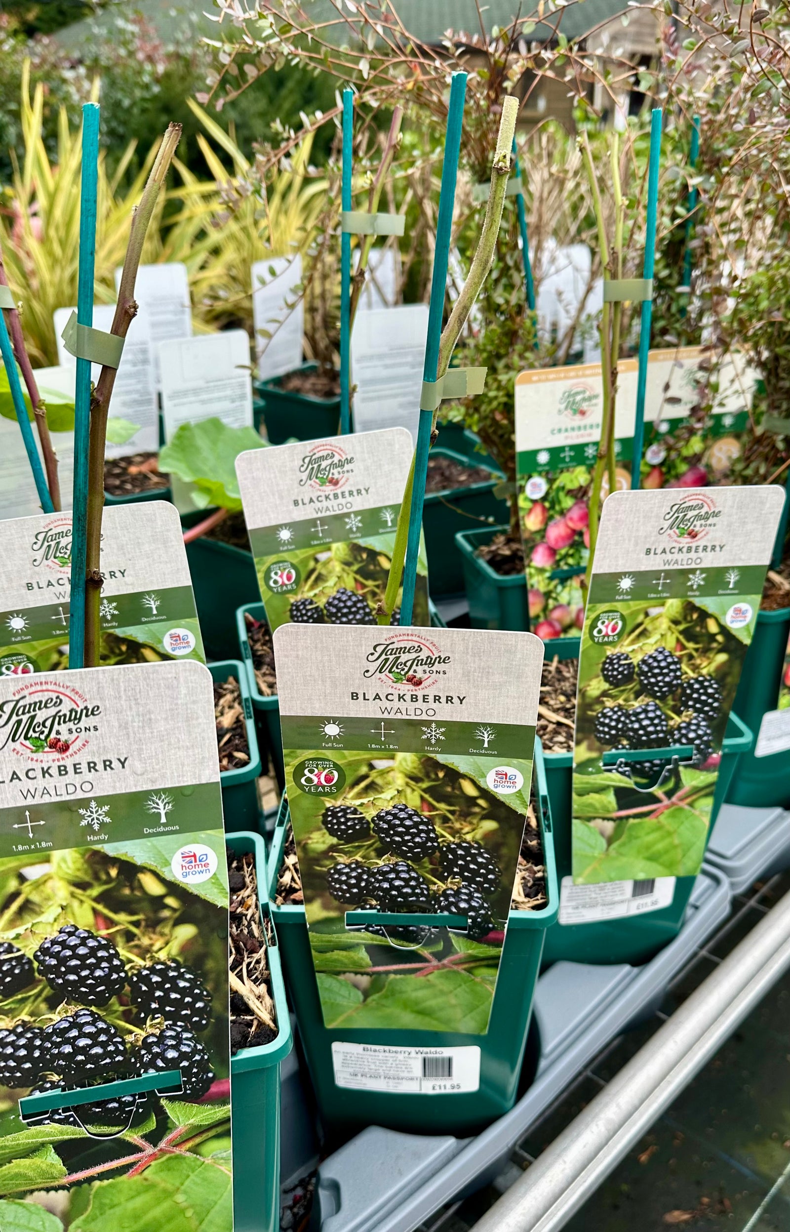 Blackberry ‘Waldo’ - JMS25