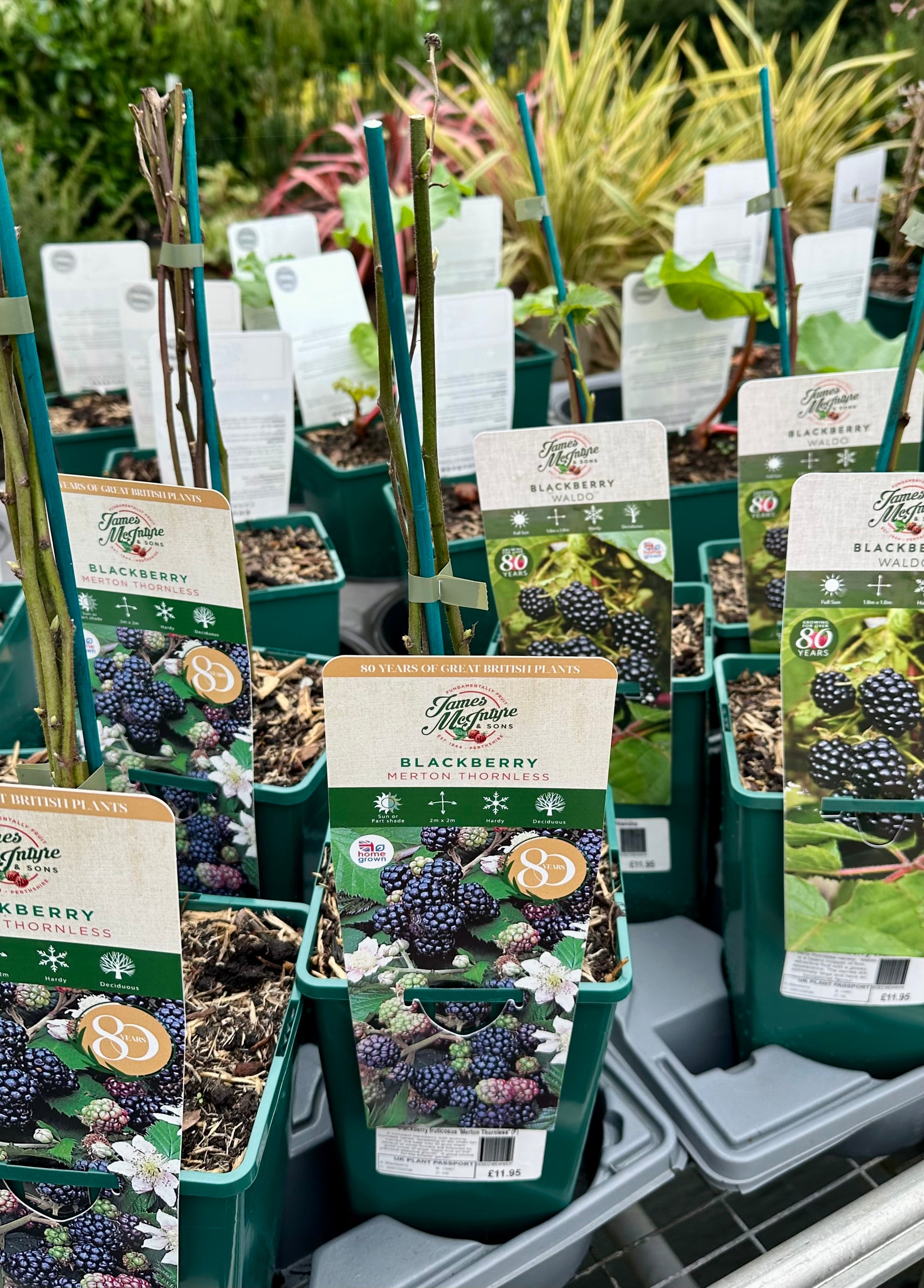 Blackberry ‘Merton Thornless’ - JMS25