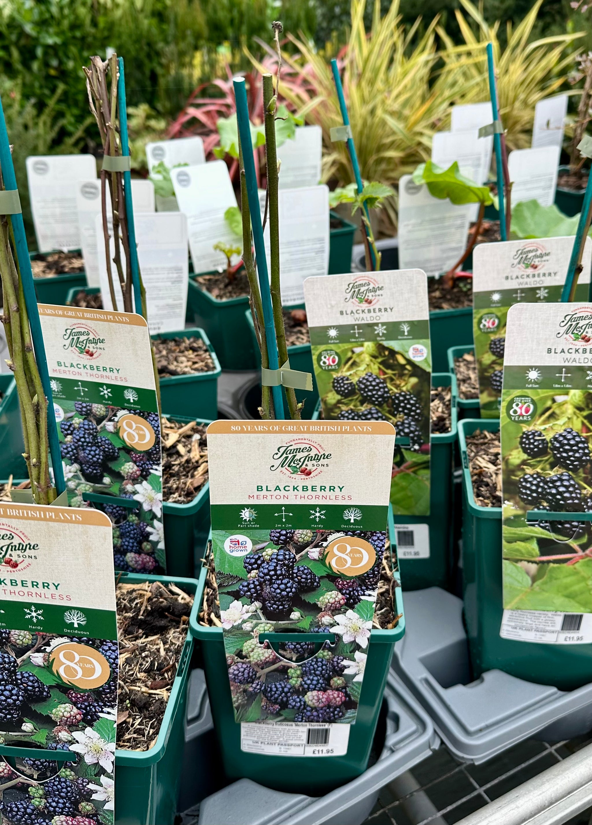 Blackberry ‘Merton Thornless’ - JMS25