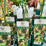 Blackberry ‘Adrienne’ - JMS25