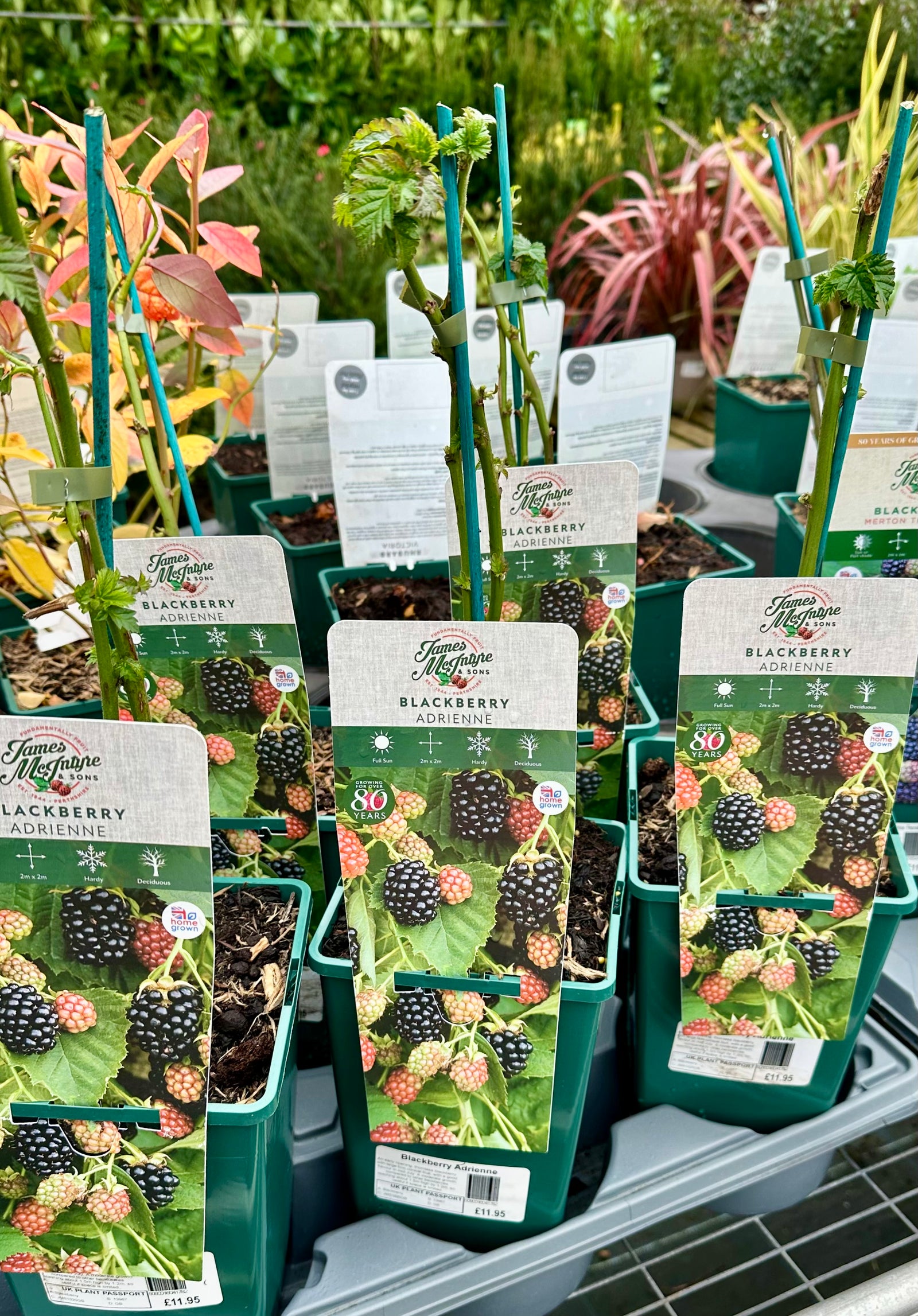 Blackberry ‘Adrienne’ - JMS25