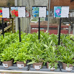 Wildflower - Corn Field Mix - 1Litre