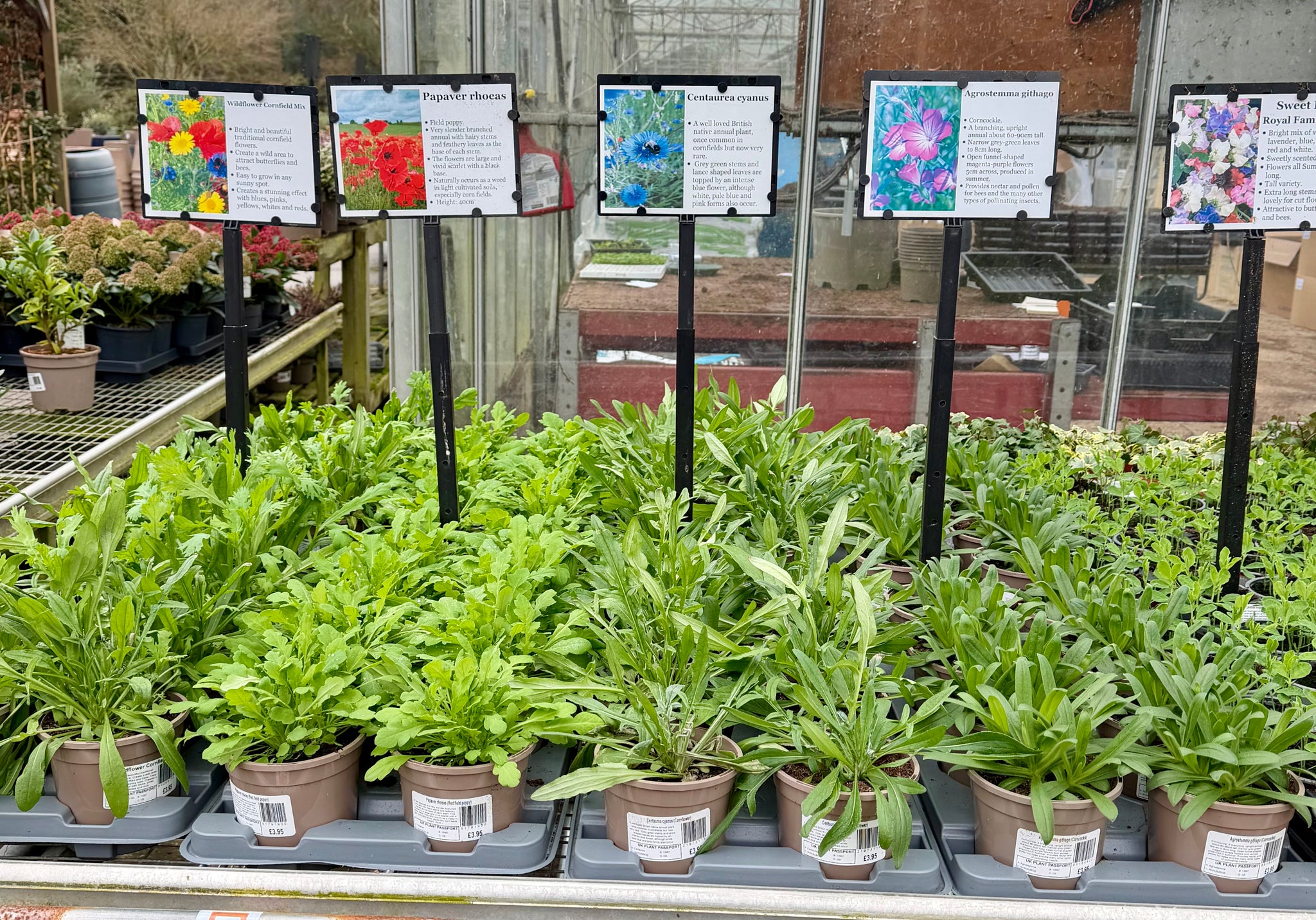 Wildflower - Corn Field Mix - 1Litre