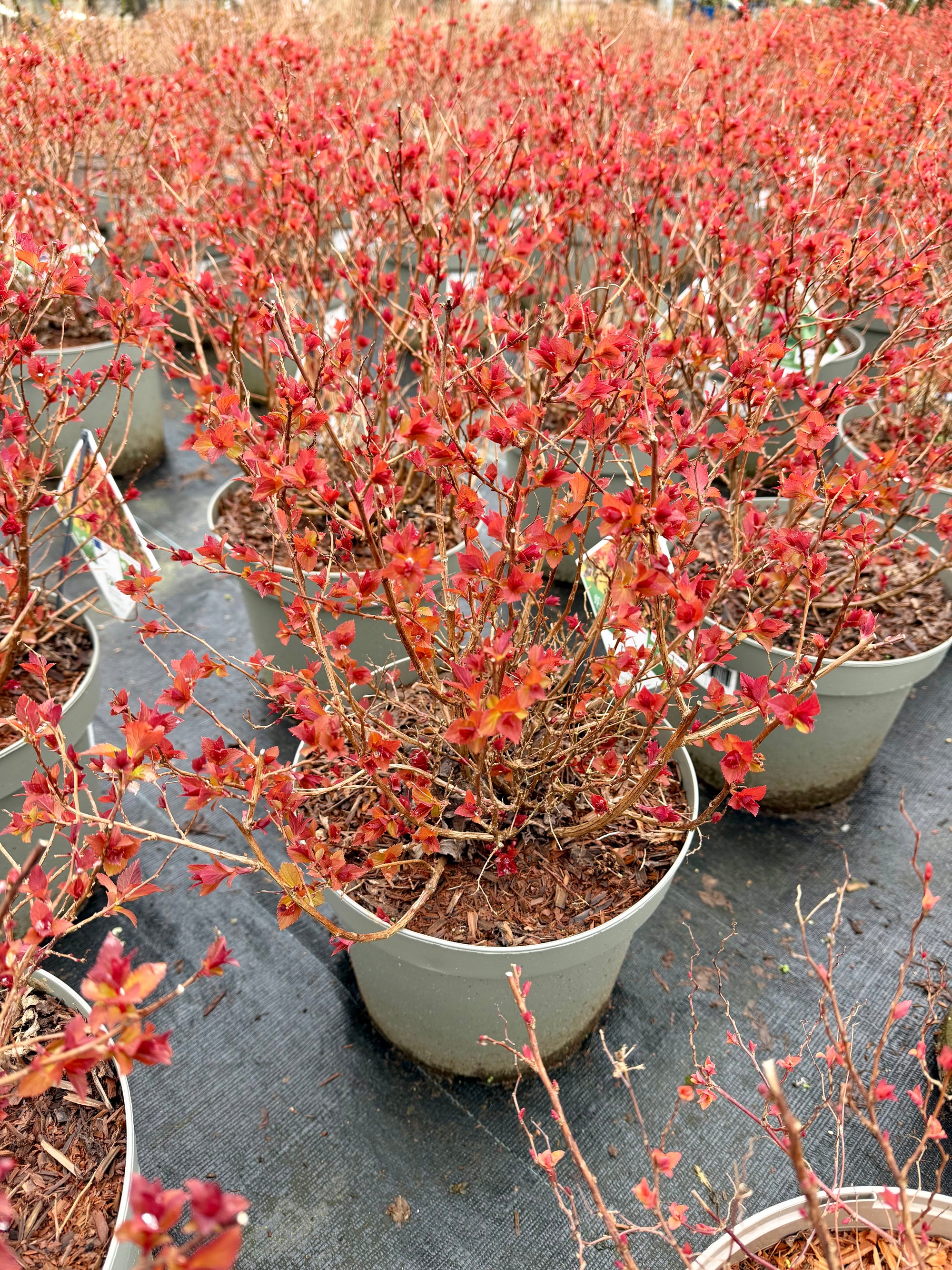 Spiraea japonica 'Double Play Doozie' - 7.5Litre