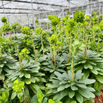Euphorbia amygdaloides ‘Robbia’ - 2litre ^
