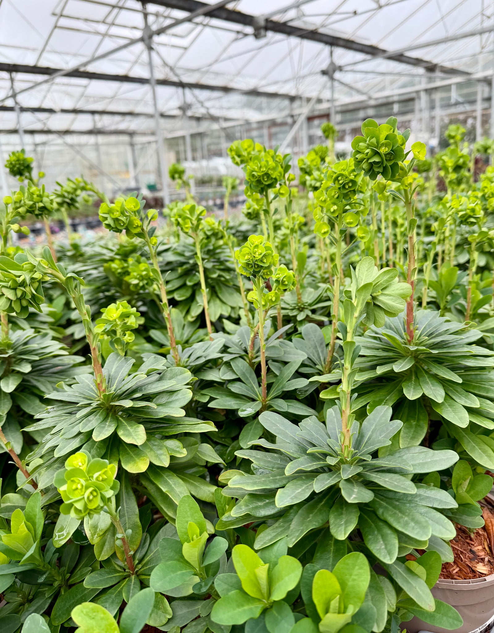 Euphorbia amygdaloides ‘Robbia’ - 2litre ^