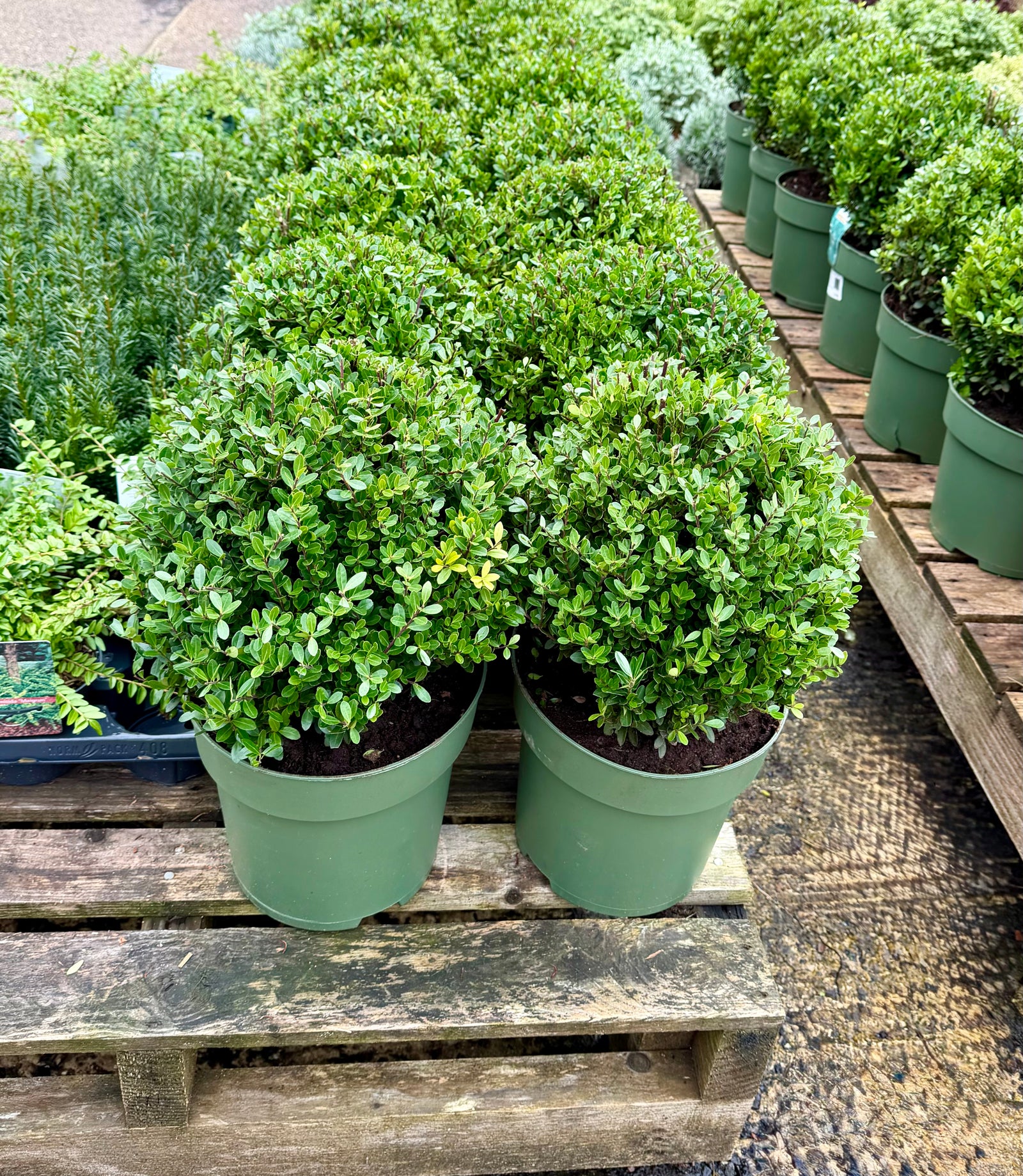 Ilex crenata 'Jenny' - 32cm Ball - 6Ltr
